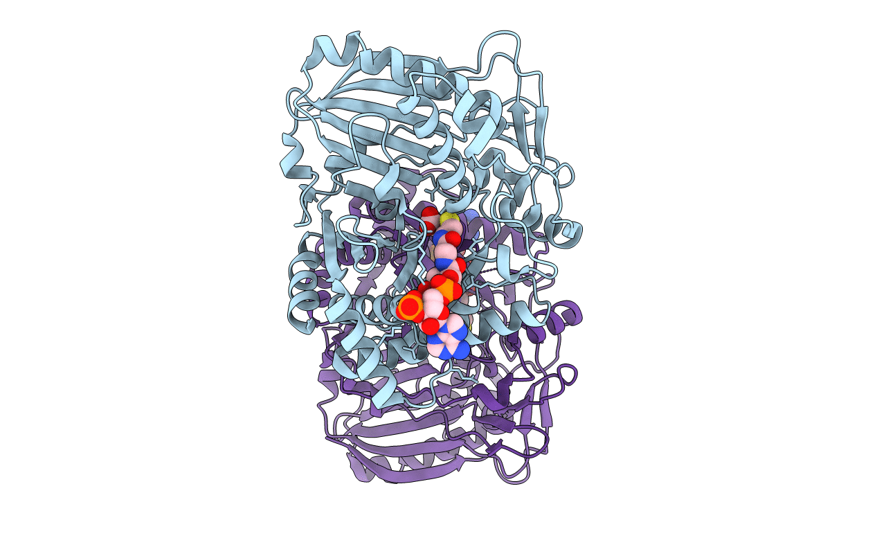 2E1T image
