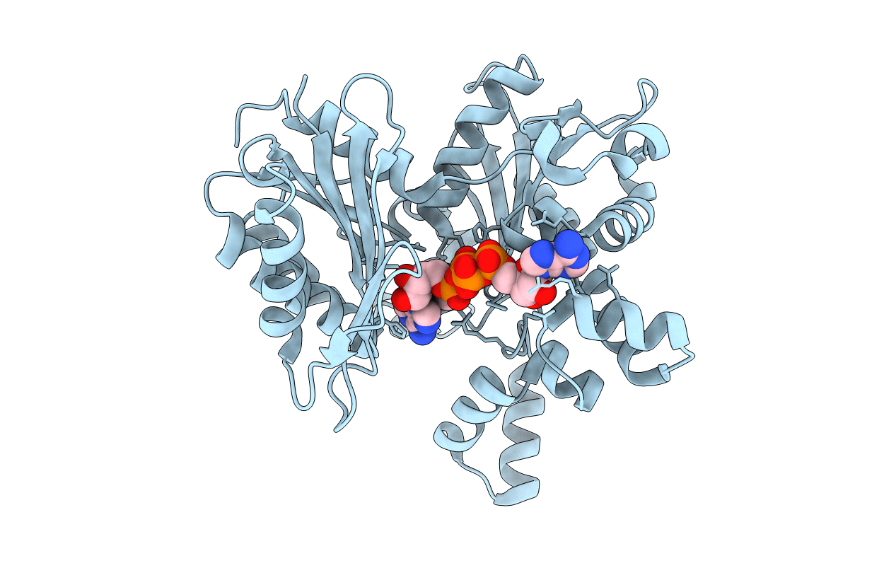 2E1Z image