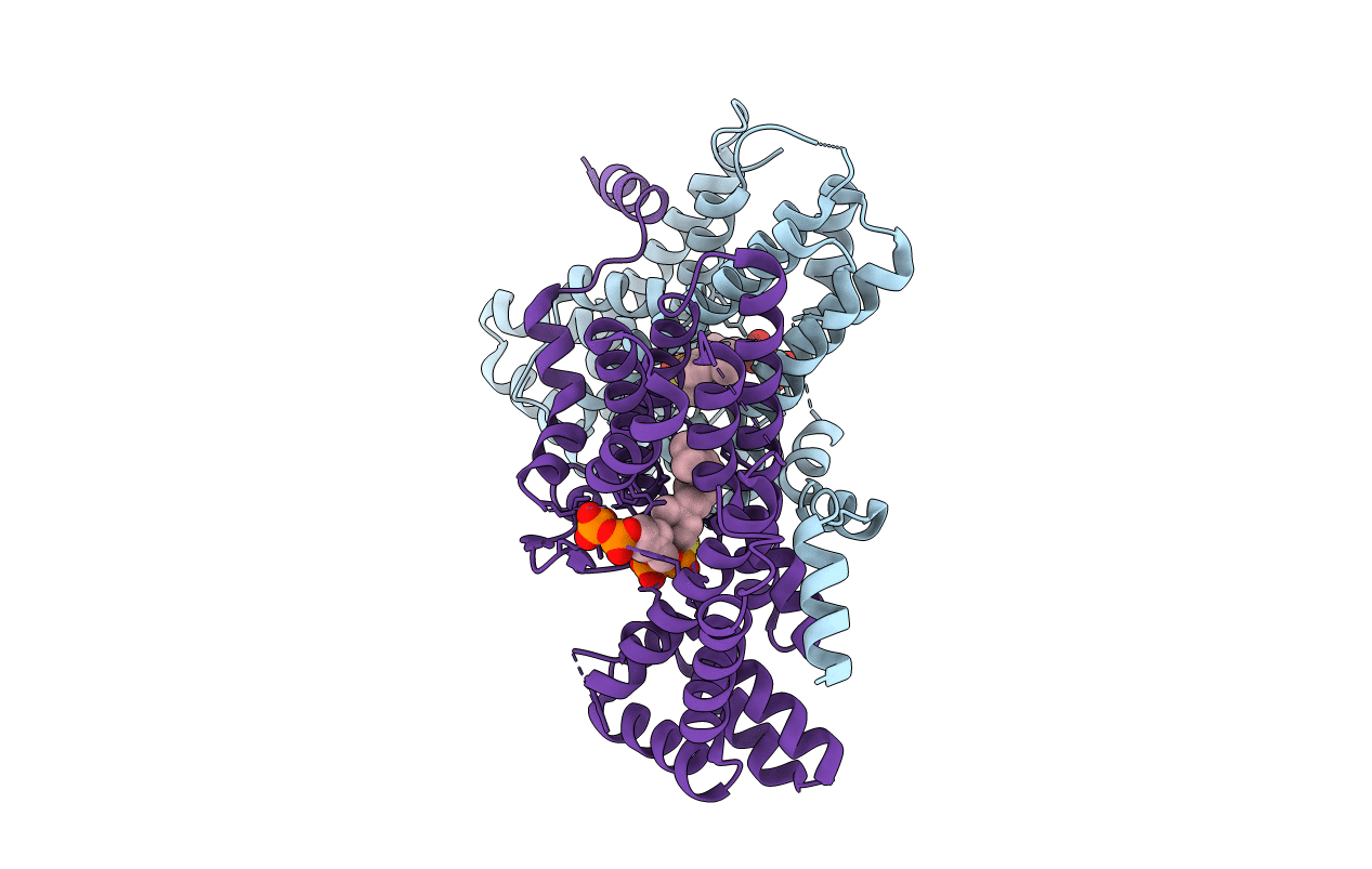2E8T image
