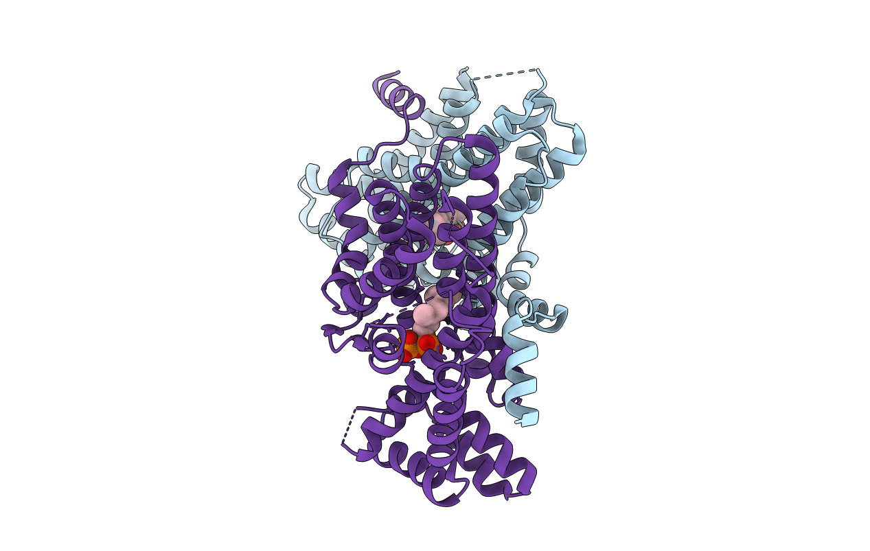 2E8X image