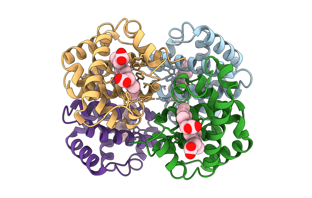 2HHB image