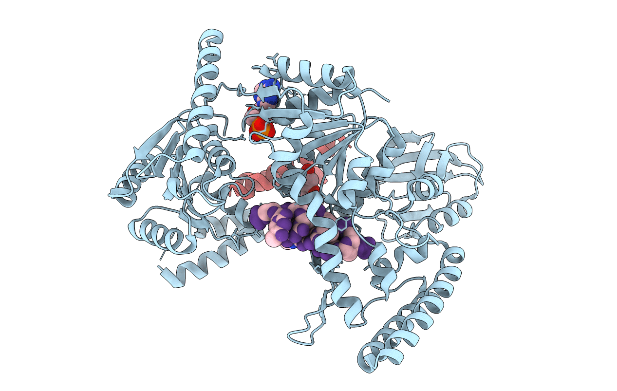 2NMV image