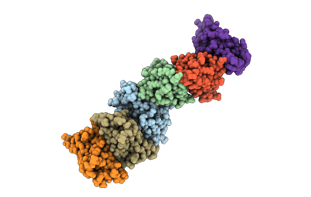 2PKD image