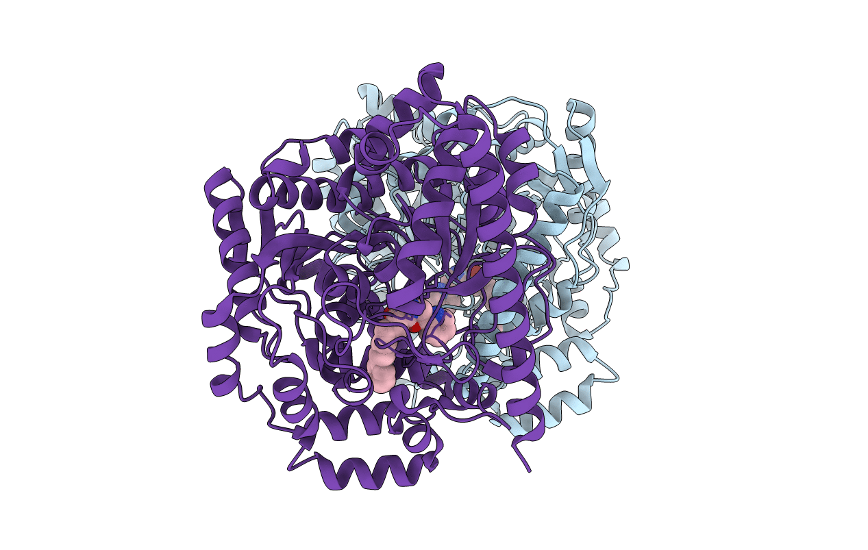 2wj2 image