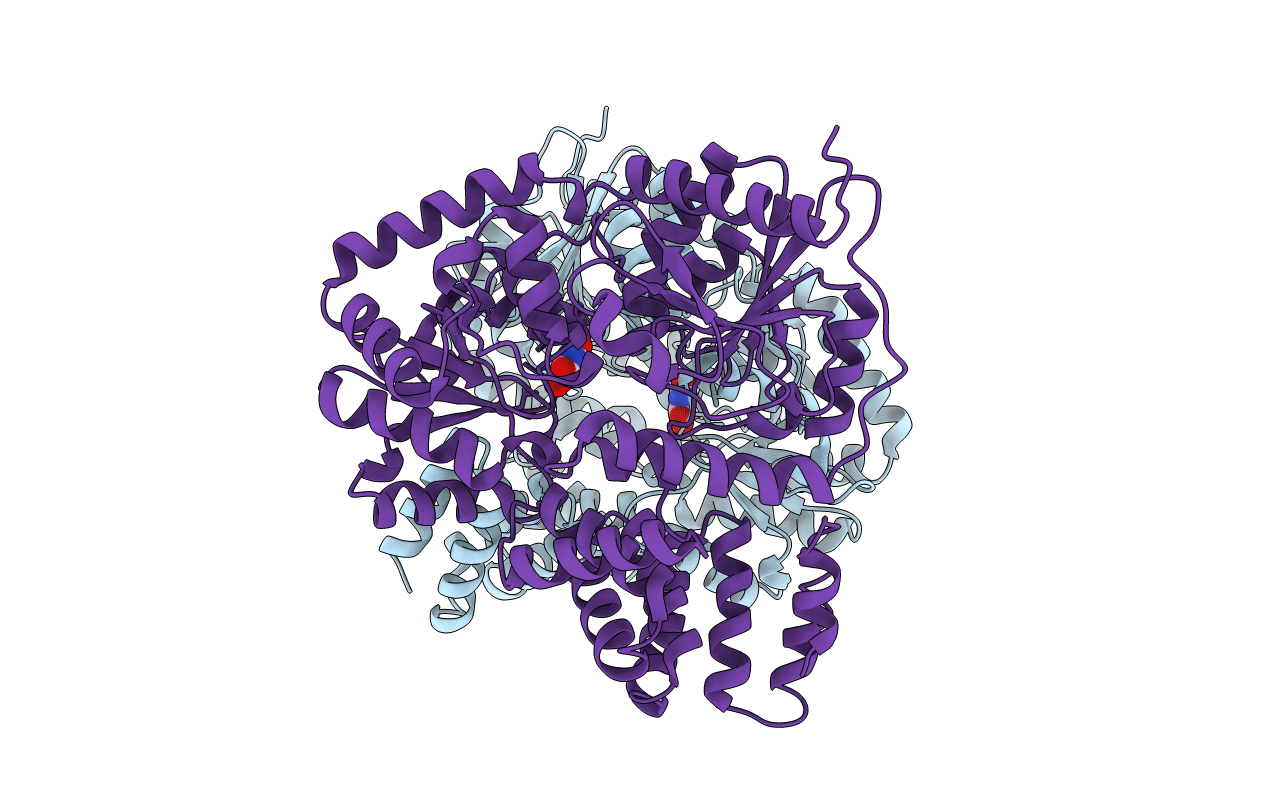 2XGM image
