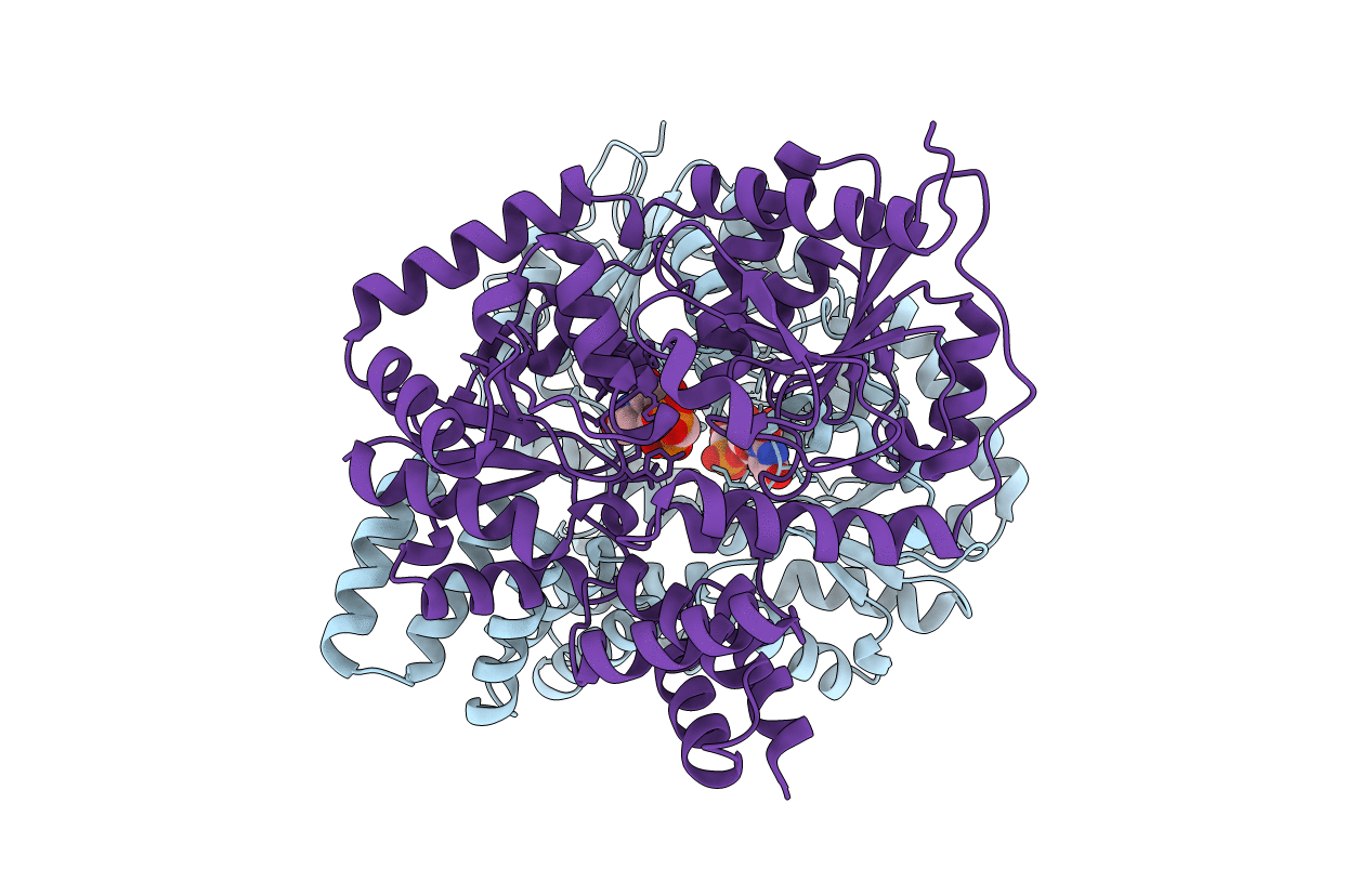 2XGS image