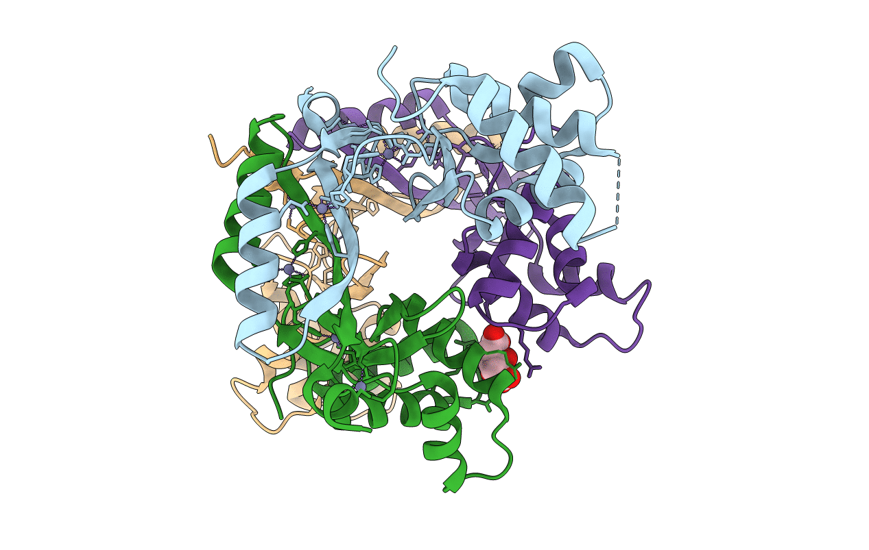 2XIG image
