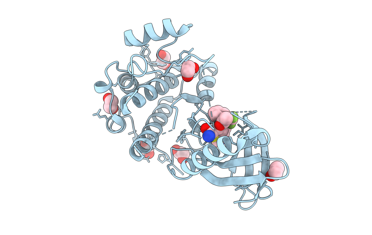 2XNN image