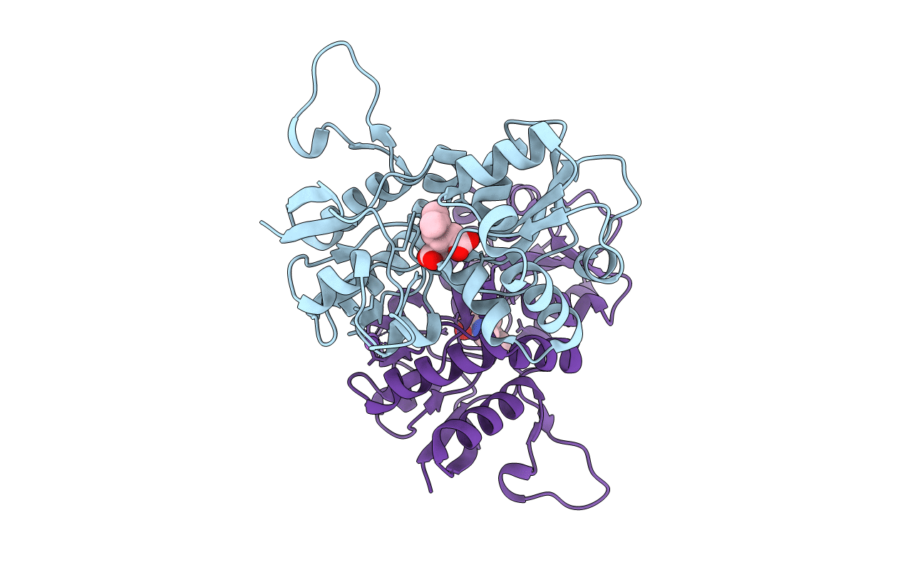 2XXT image