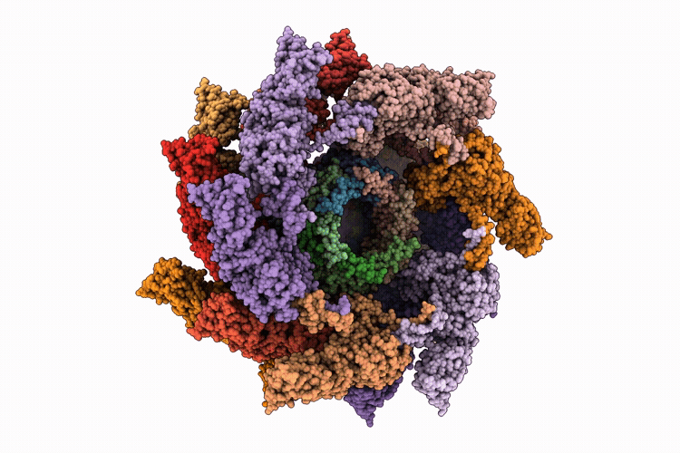 31EV image
