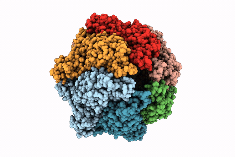31IB image