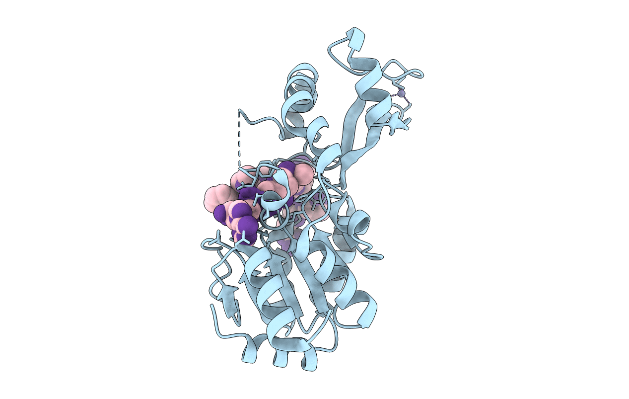 3D81 image