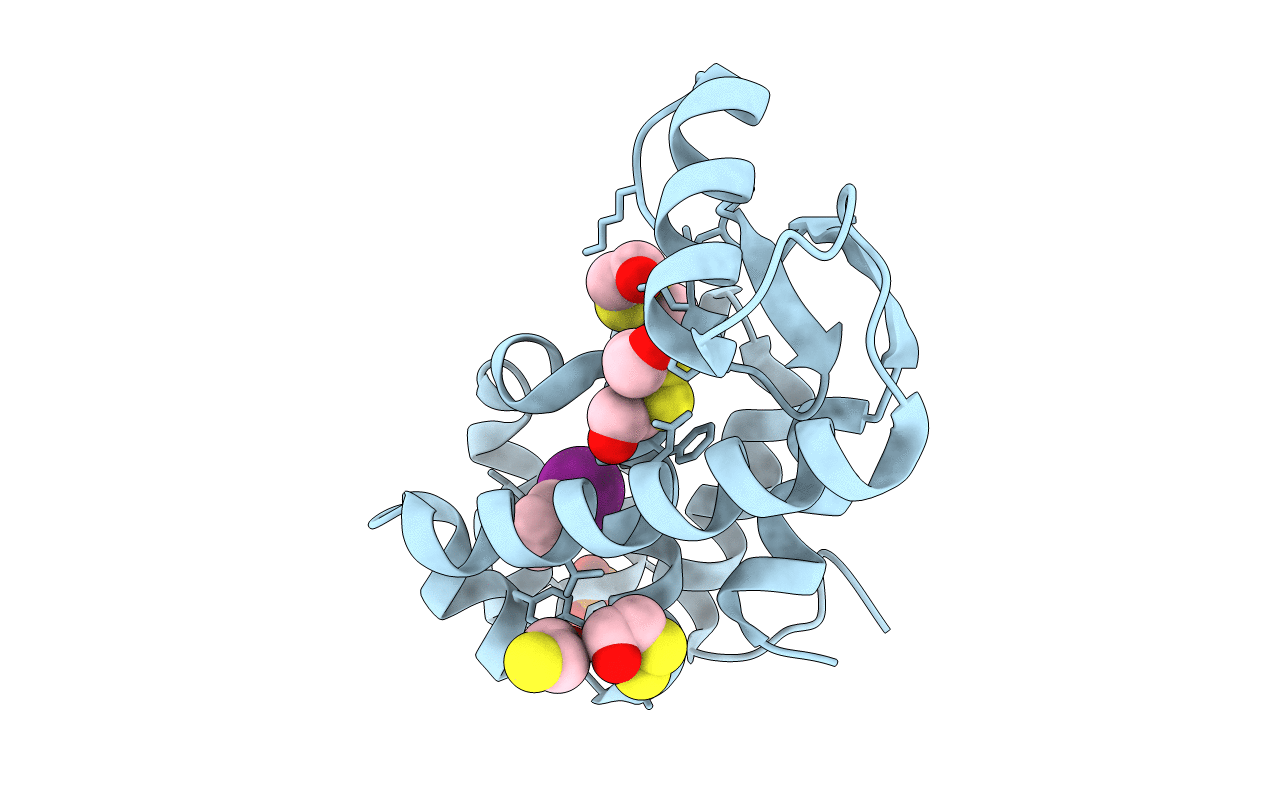 3DNA image