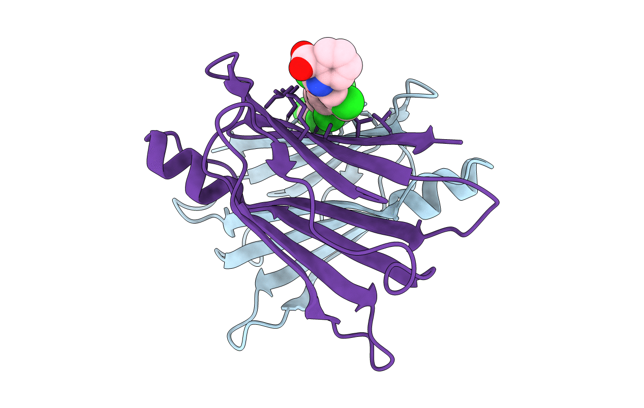 3IPB image