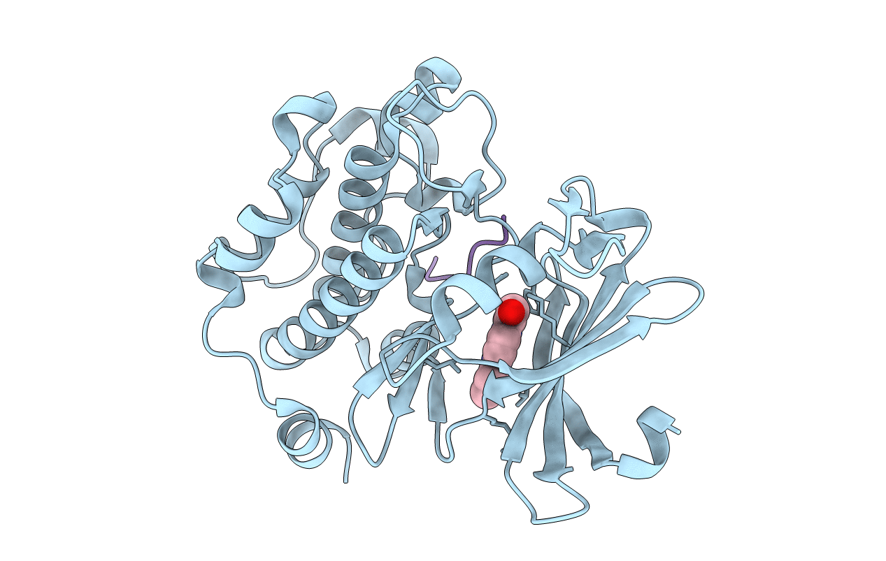 3JPV image