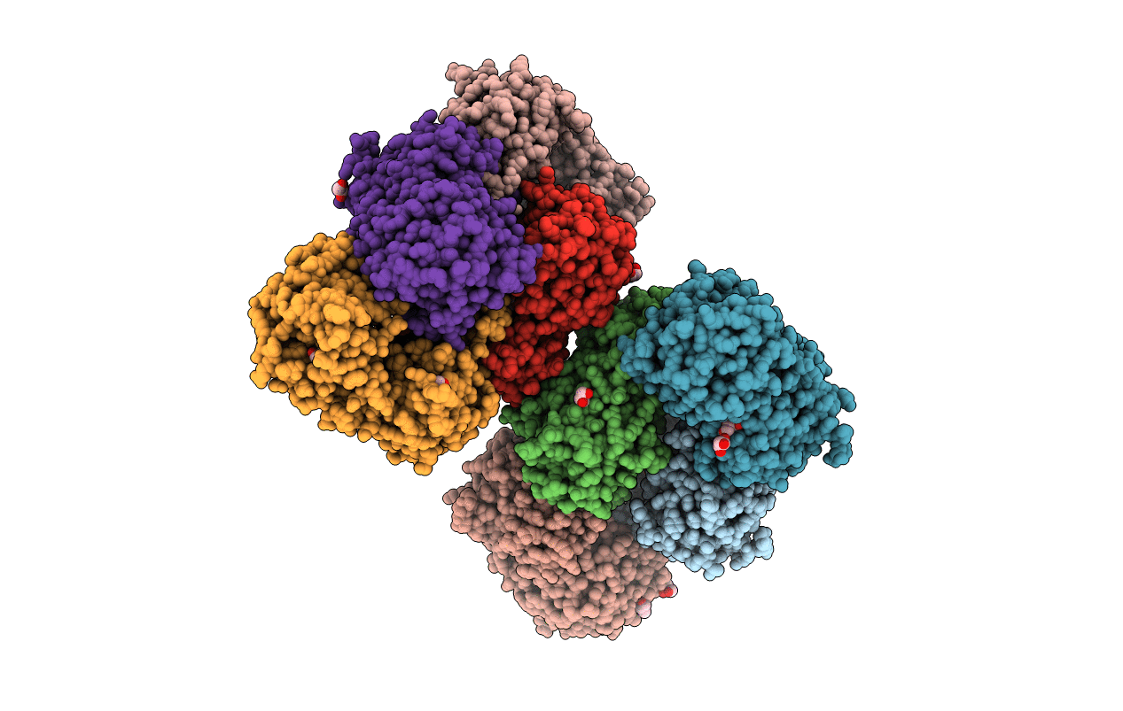 3MBO image