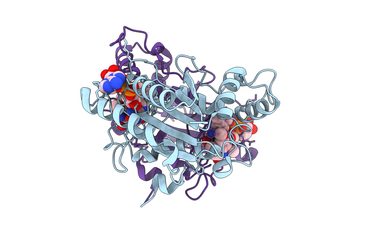 3NHP image