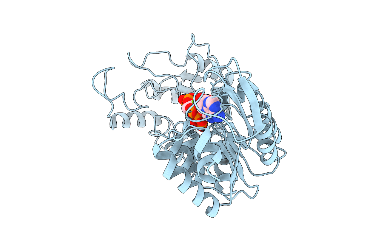 3PGK image