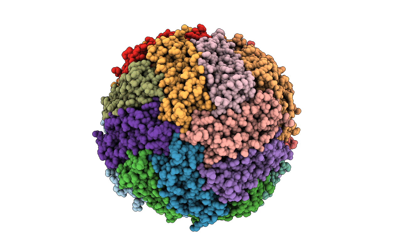 3RBC image