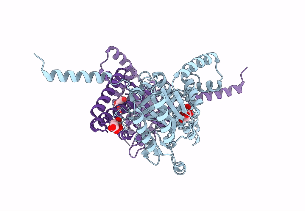 4A1F image