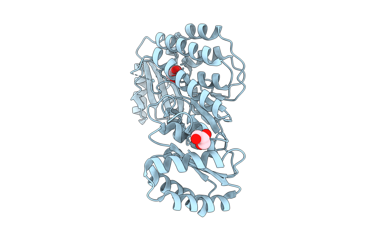 4AMP image