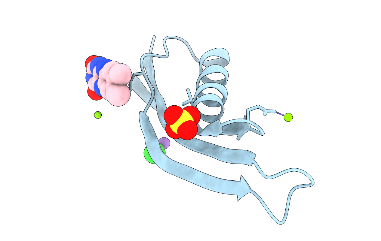 4B2M image