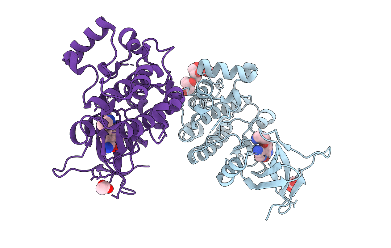4BIB image