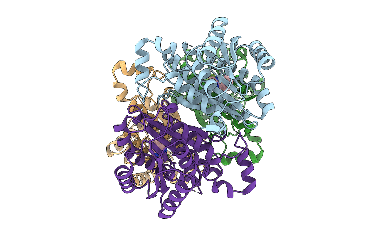 4BNT image