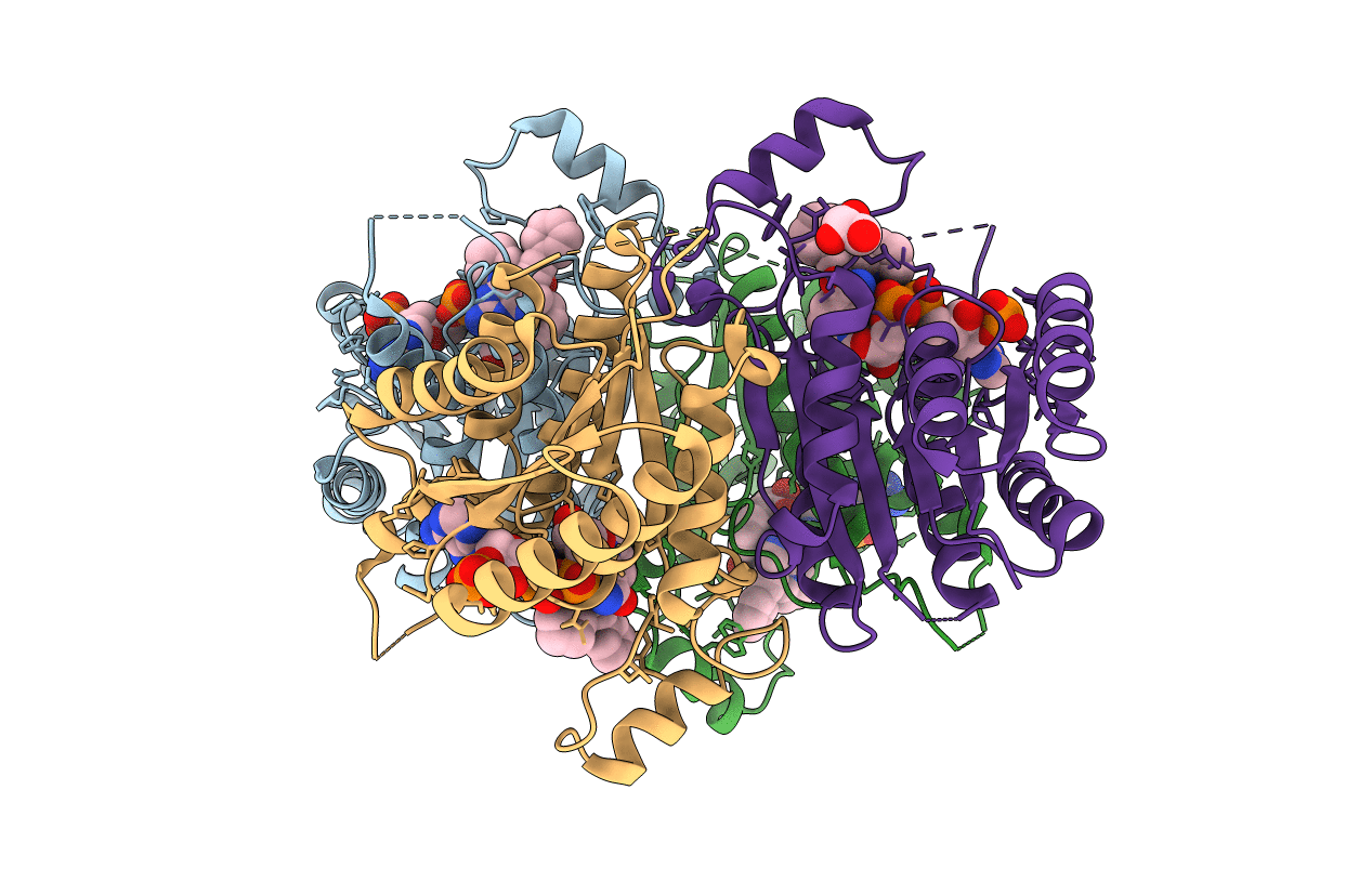 4CLO image