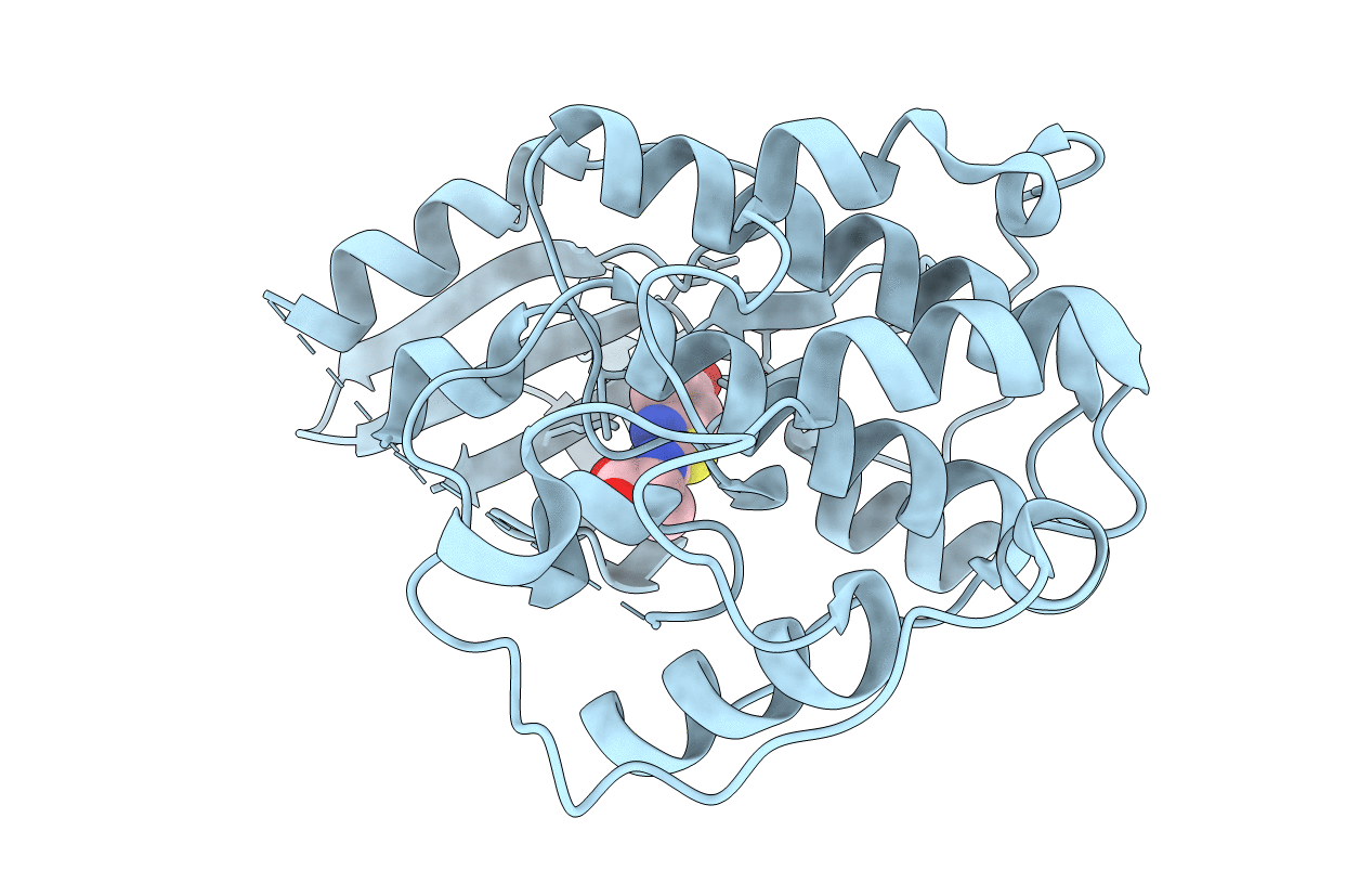 4D1X image