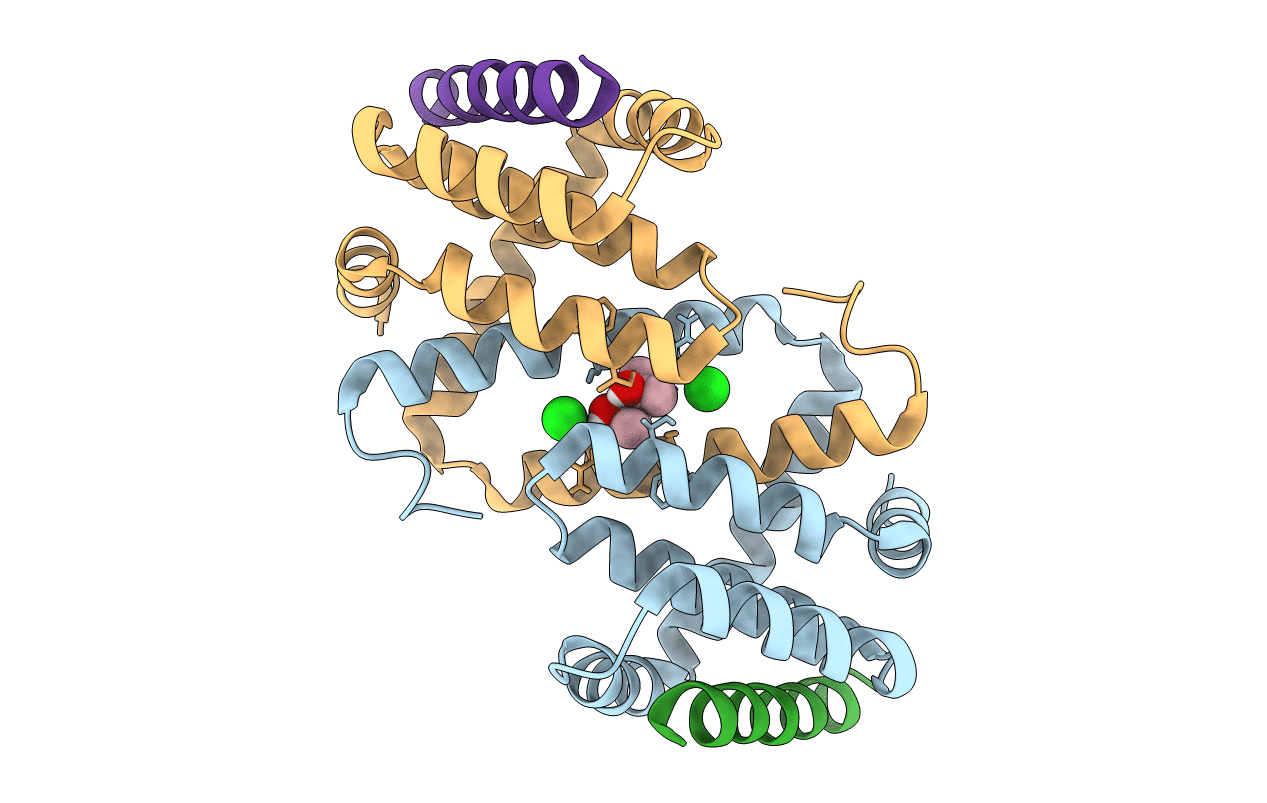 4D2M image