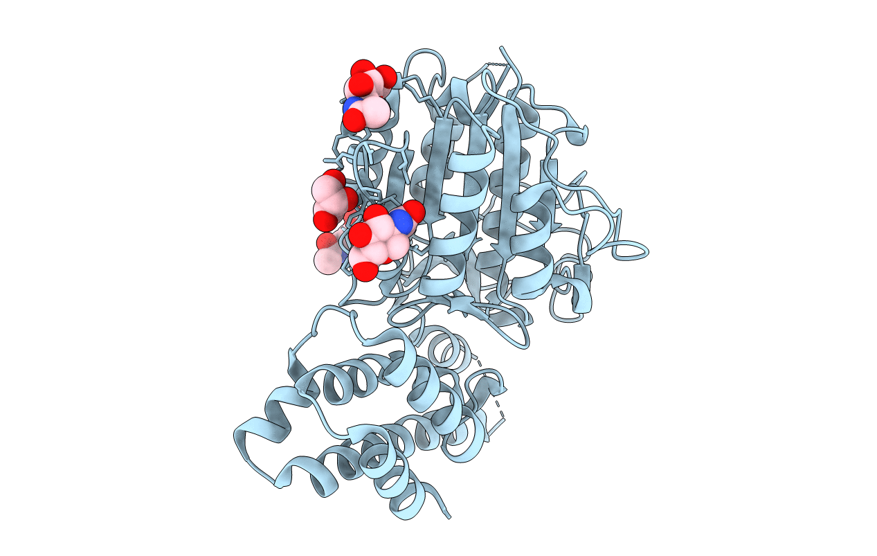 4D3Y image