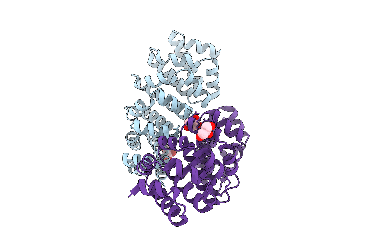 4D4E image