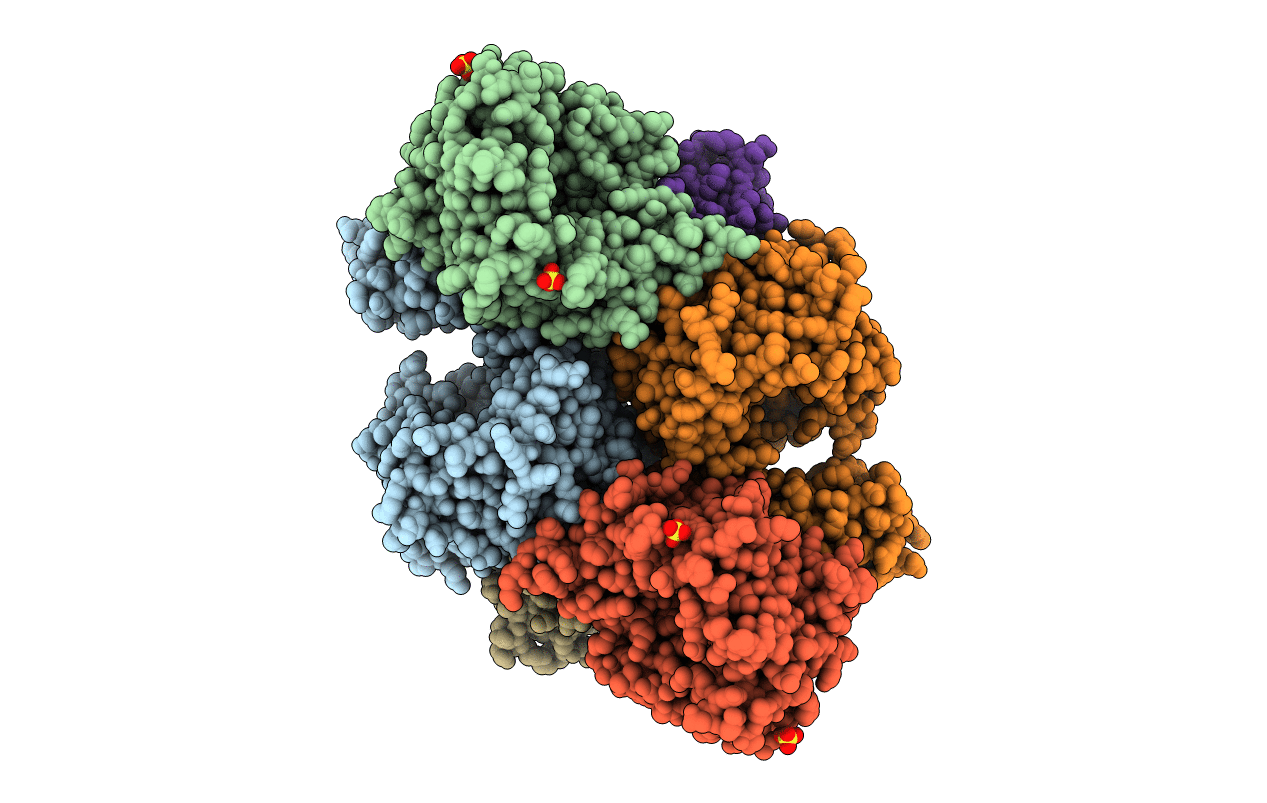 4D4P image