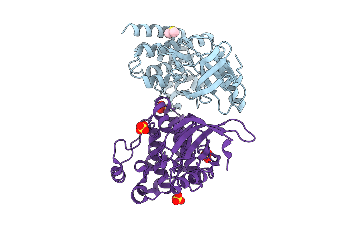 4D4Y image