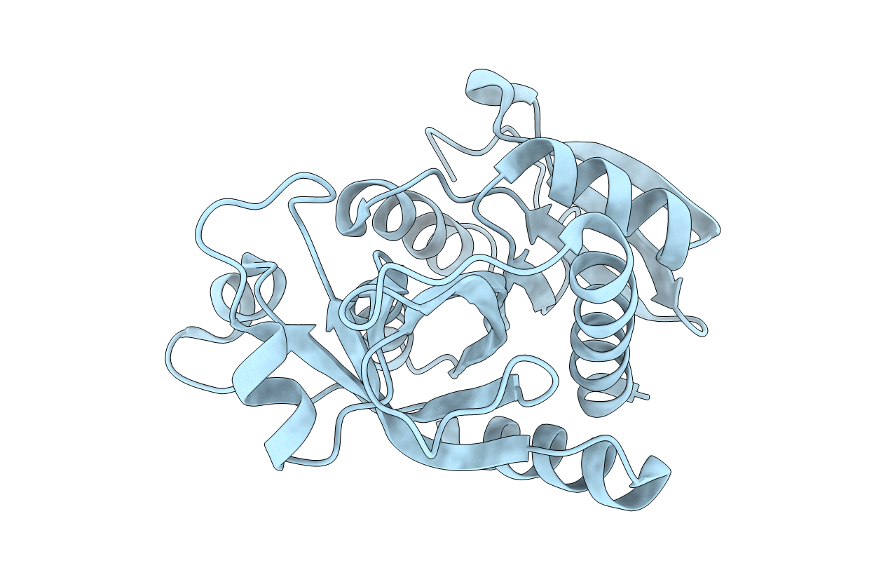 4D8X image