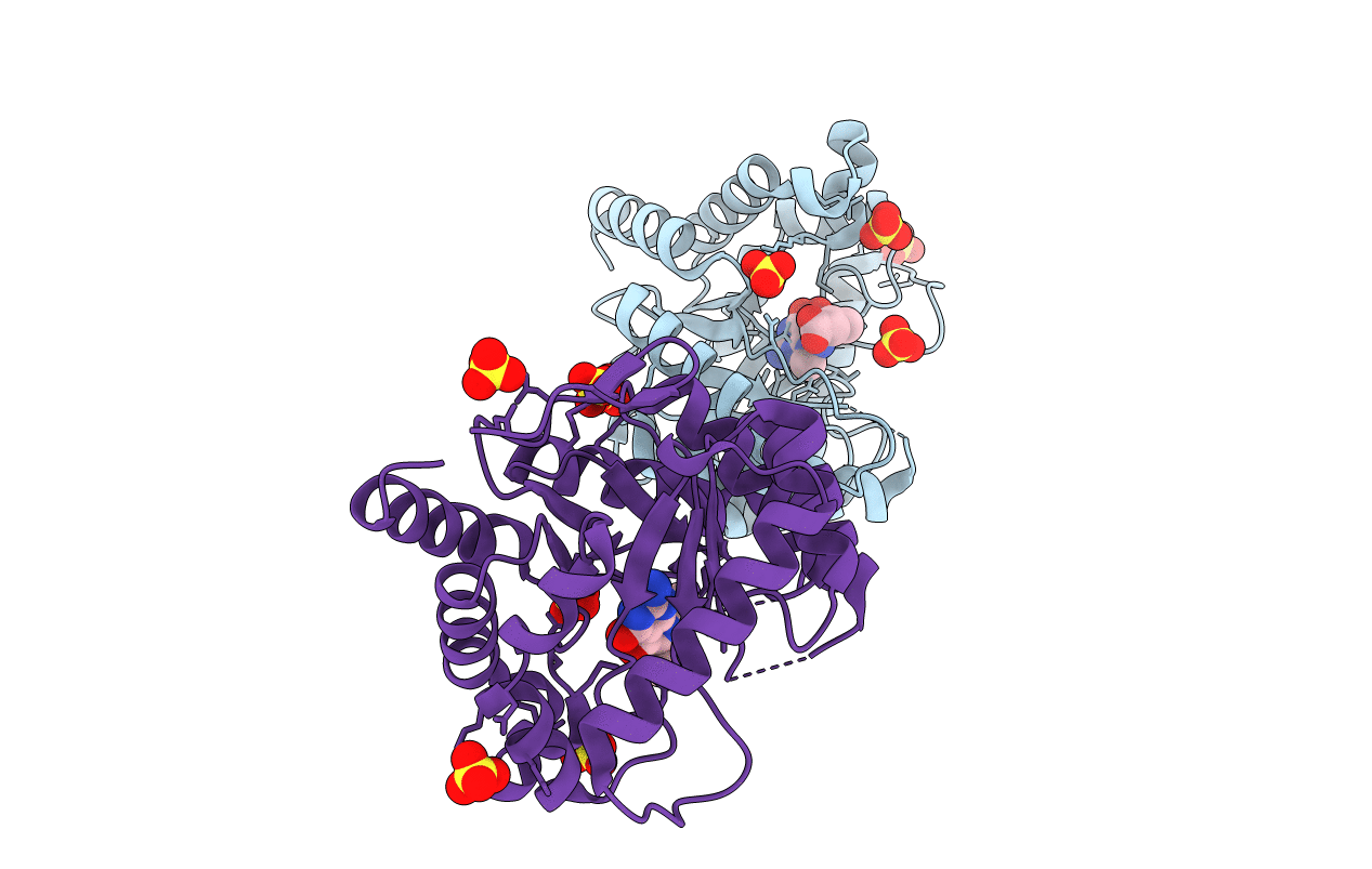 4D9P image