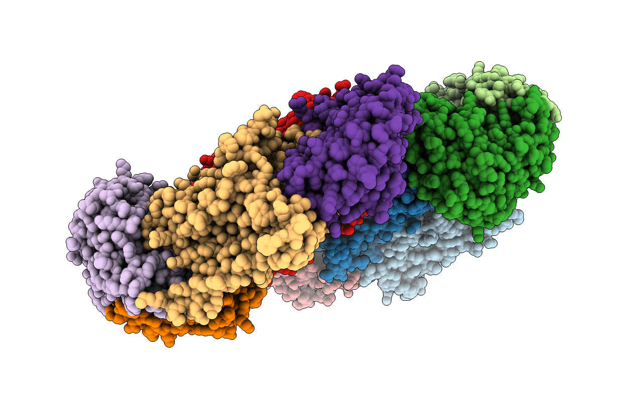 4DBL image