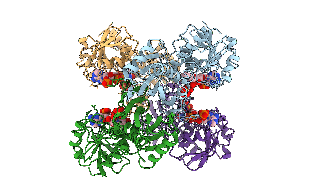 4DBV image