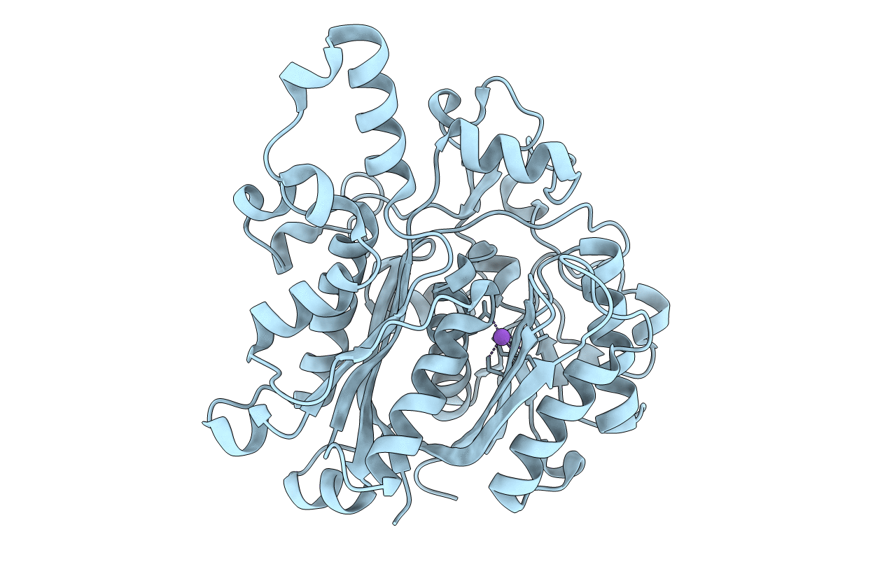 4ddo image