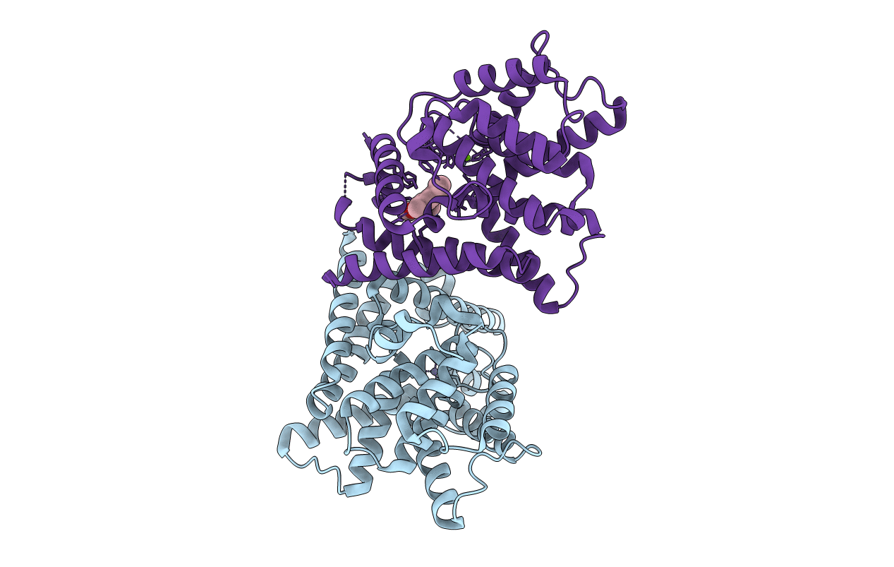 4DFF image