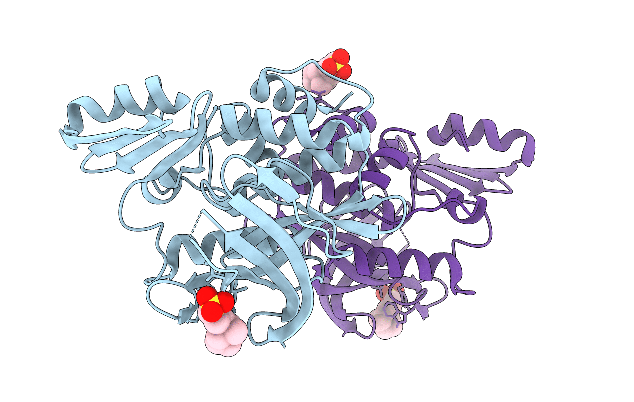 4DMO image