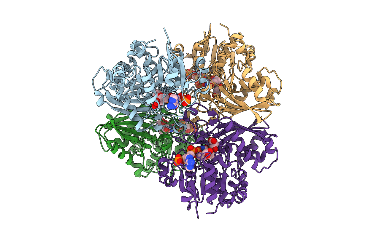 4DPL image