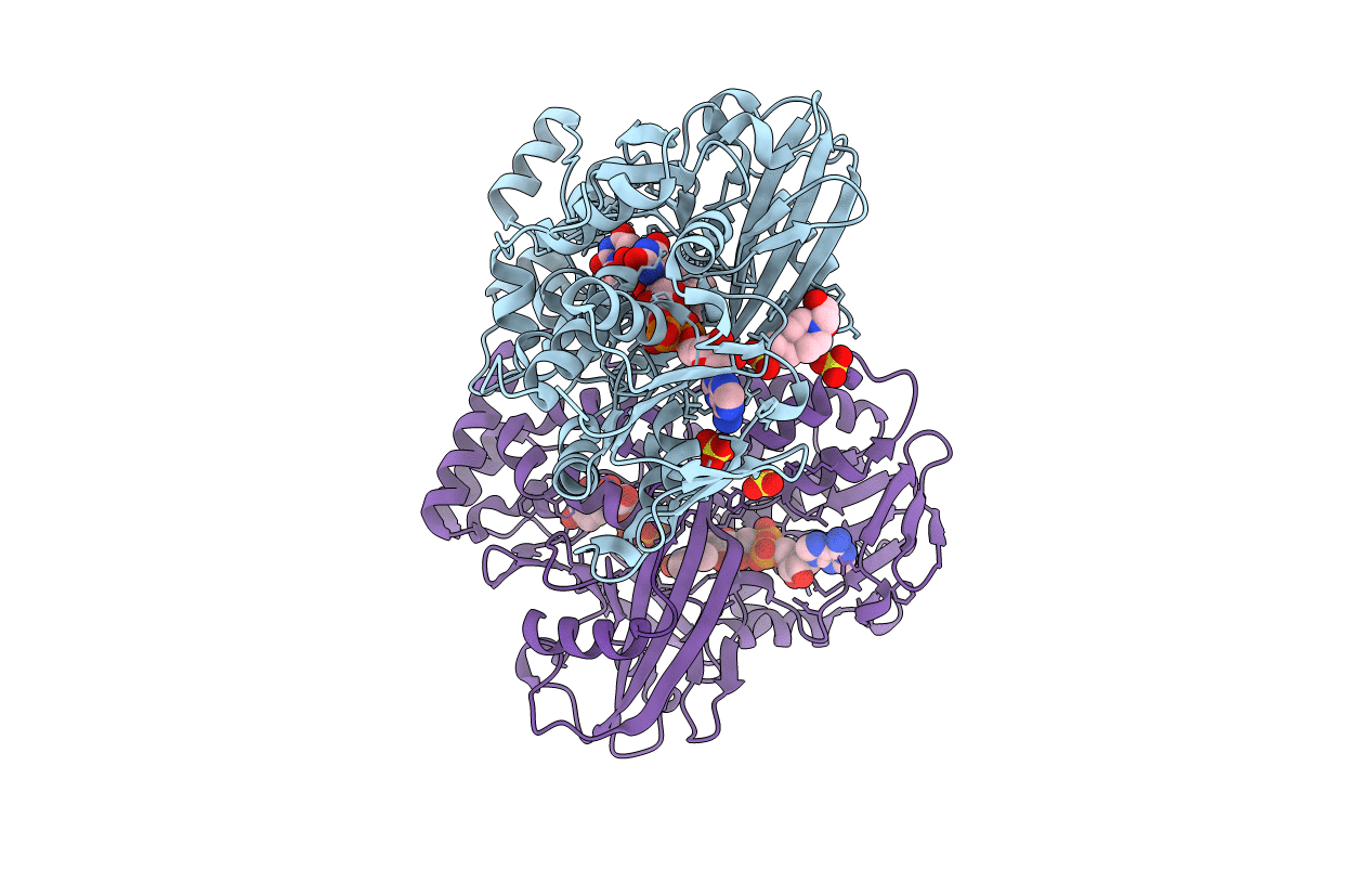 4DSH image