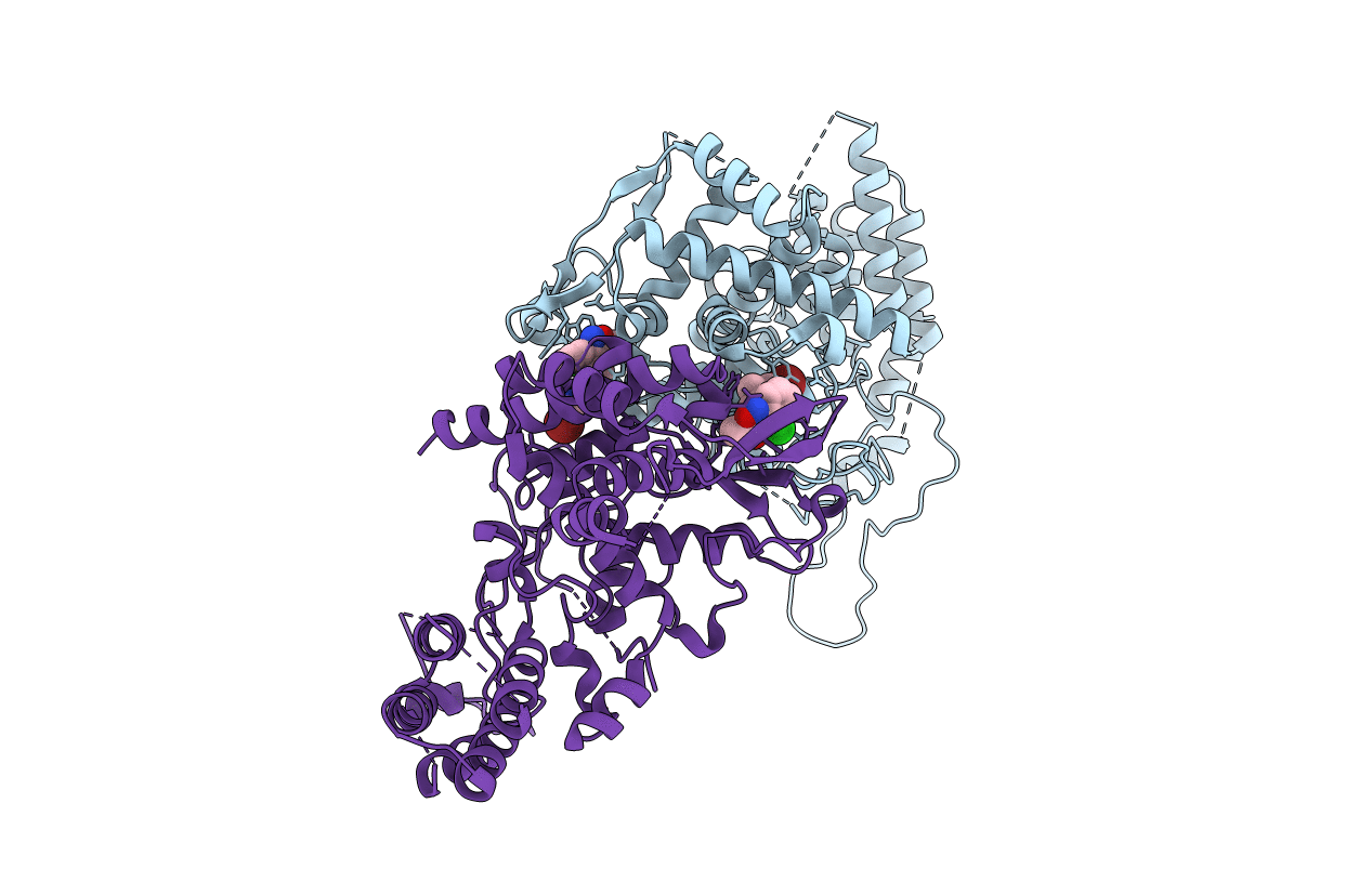 4DYP image
