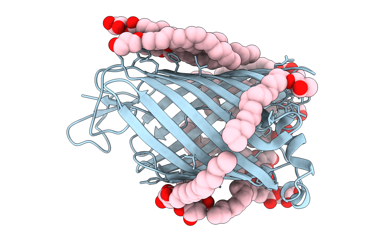 4E1S image