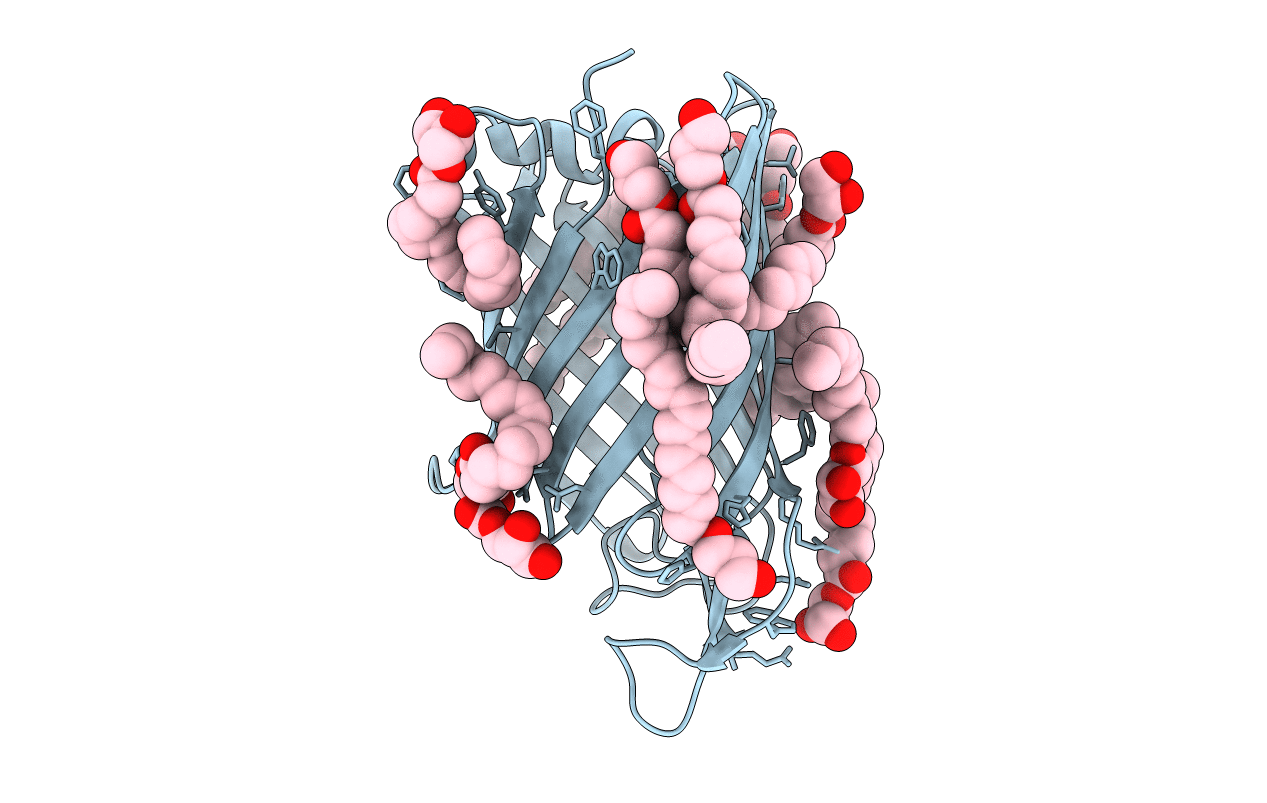 4E1T image