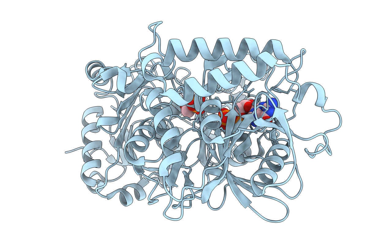 4GNP image