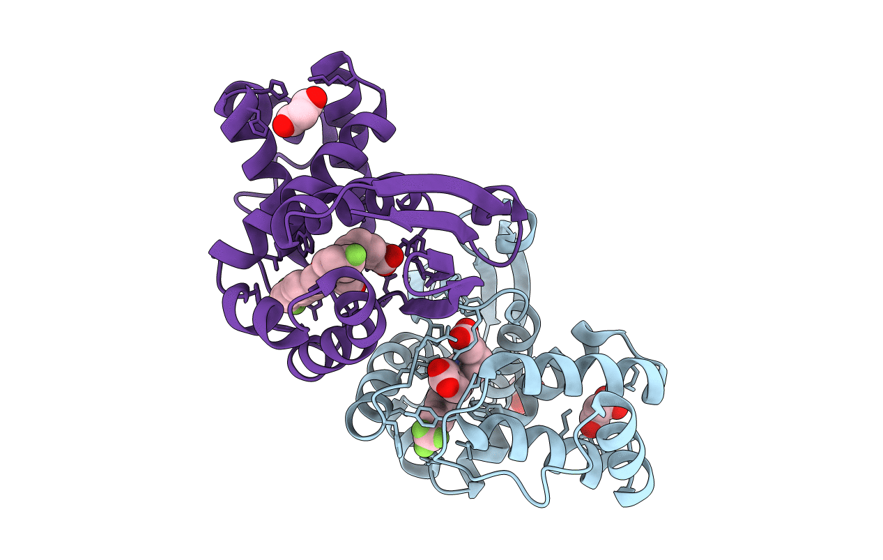 4IAE image