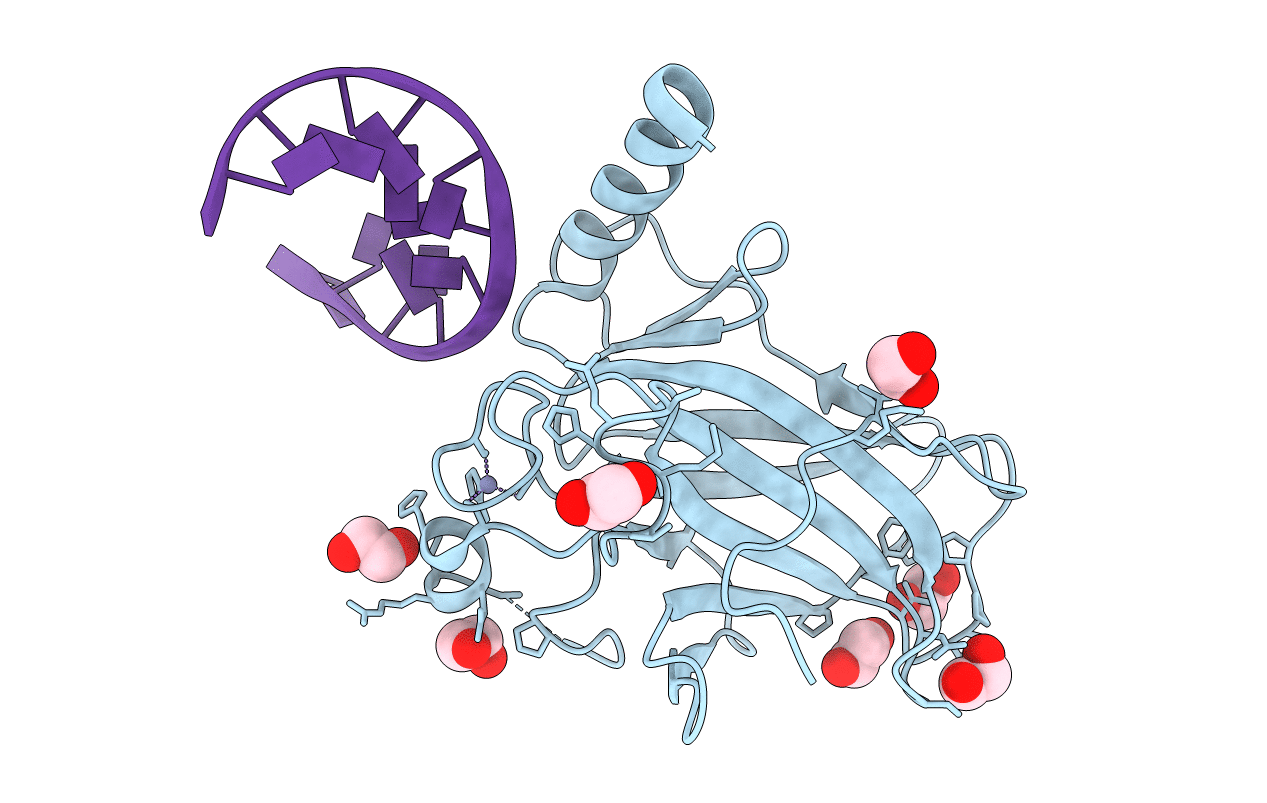 4IBV image